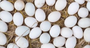 ovo-branco